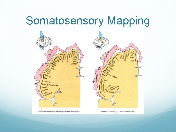 Somatosensory Mapping 