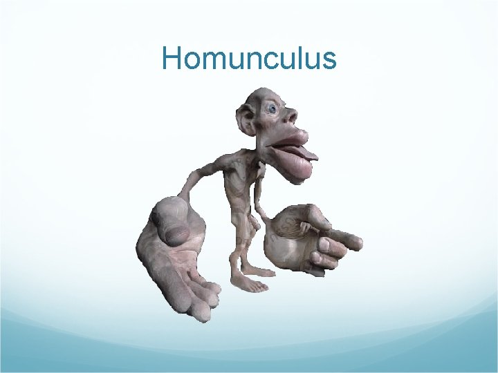 Homunculus 