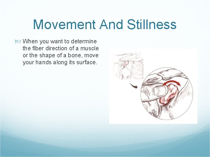 Movement And Stillness When you want to determine the fiber direction of a muscle