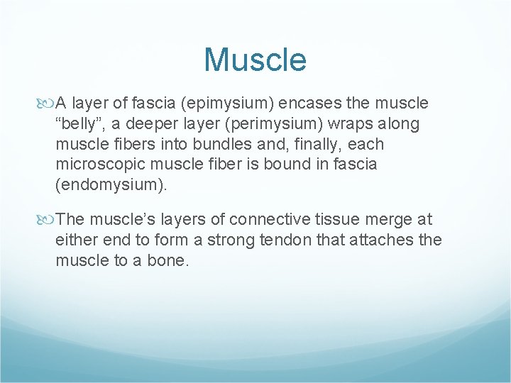 Muscle A layer of fascia (epimysium) encases the muscle “belly”, a deeper layer (perimysium)