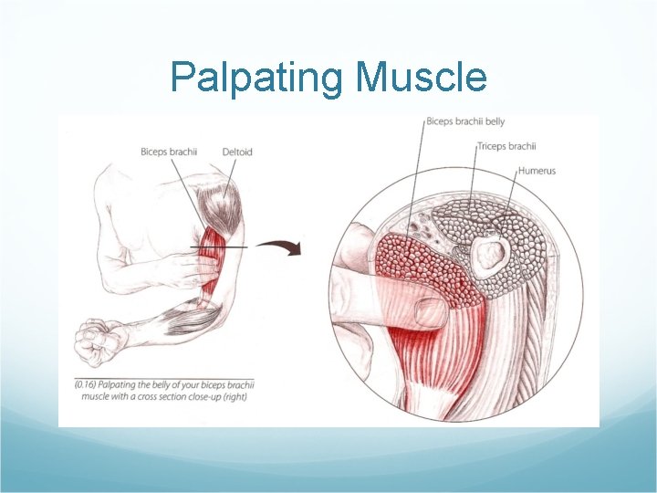 Palpating Muscle 