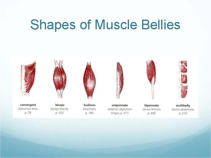 Shapes of Muscle Bellies 