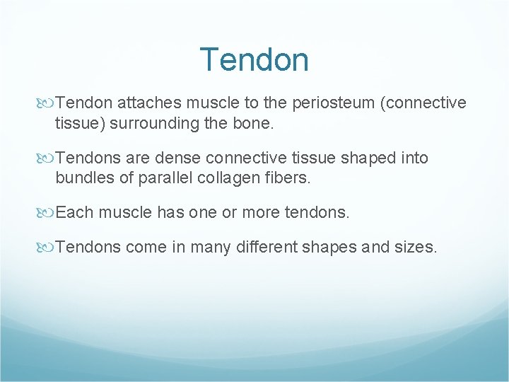 Tendon attaches muscle to the periosteum (connective tissue) surrounding the bone. Tendons are dense Tendon attaches muscle to the periosteum (connective tissue) surrounding the bone. Tendons are dense