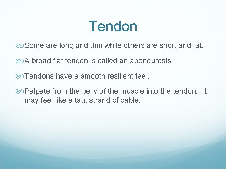 Tendon Some are long and thin while others are short and fat. A broad