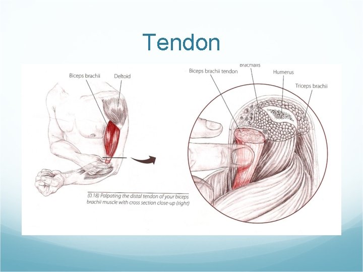 Tendon 