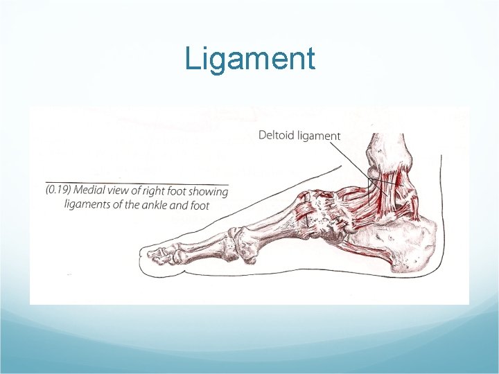 Ligament 