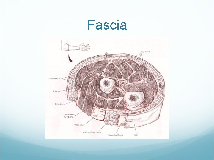 Fascia 