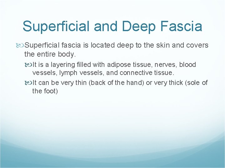 Superficial and Deep Fascia Superficial fascia is located deep to the skin and covers