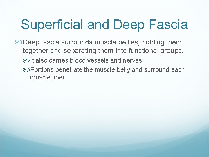 Superficial and Deep Fascia Deep fascia surrounds muscle bellies, holding them together and separating Superficial and Deep Fascia Deep fascia surrounds muscle bellies, holding them together and separating
