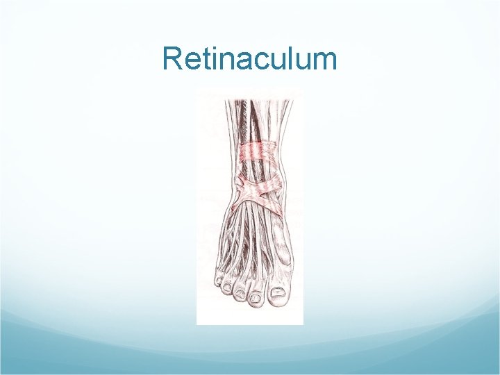 Retinaculum 