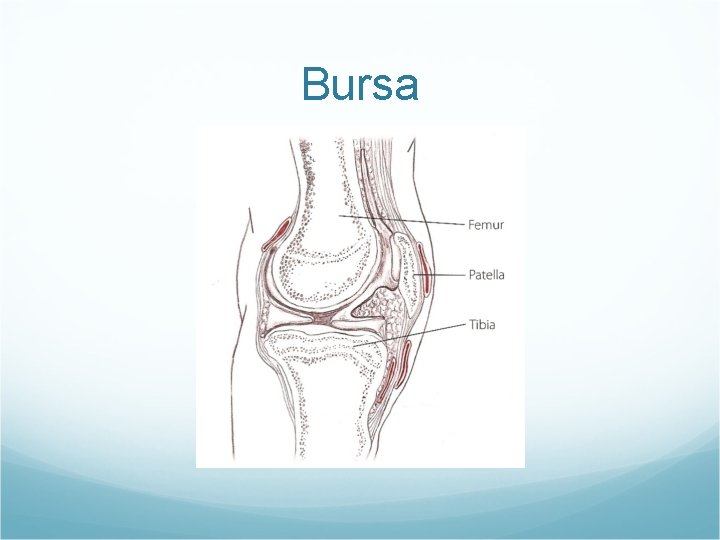 Bursa 