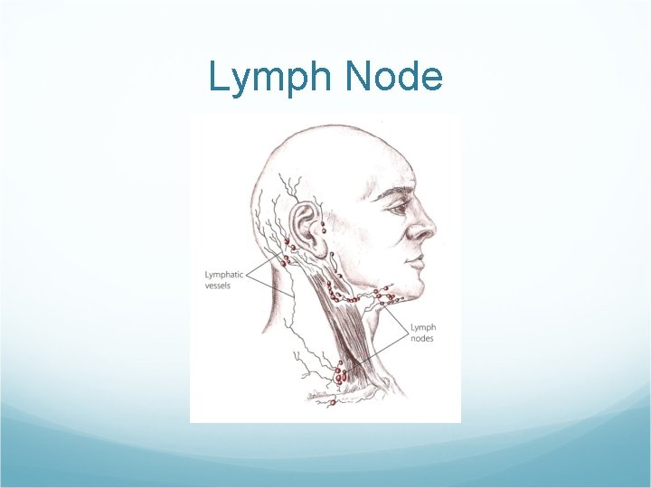 Lymph Node 