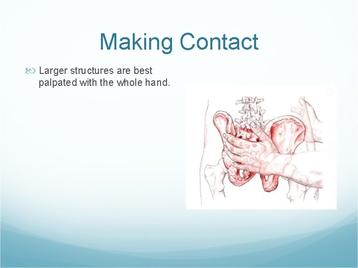 Making Contact Larger structures are best palpated with the whole hand. 