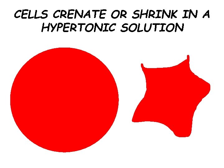 CELLS CRENATE OR SHRINK IN A HYPERTONIC SOLUTION 