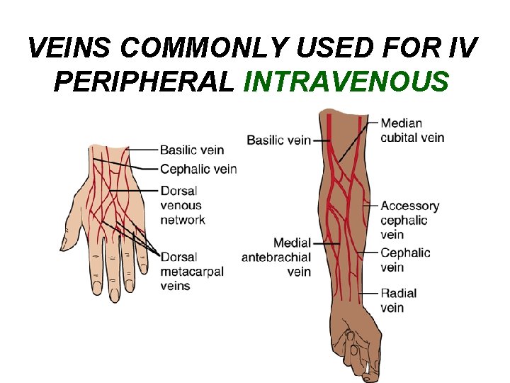 VEINS COMMONLY USED FOR IV PERIPHERAL INTRAVENOUS 