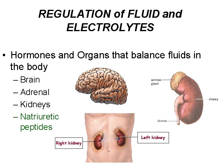 REGULATION of FLUID and ELECTROLYTES • Hormones and Organs that balance fluids in the