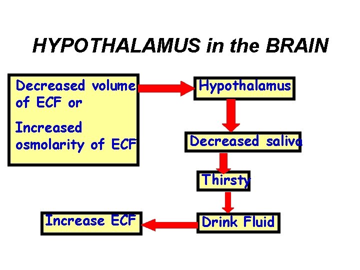 HYPOTHALAMUS in the BRAIN Decreased volume of ECF or Increased osmolarity of ECF Hypothalamus