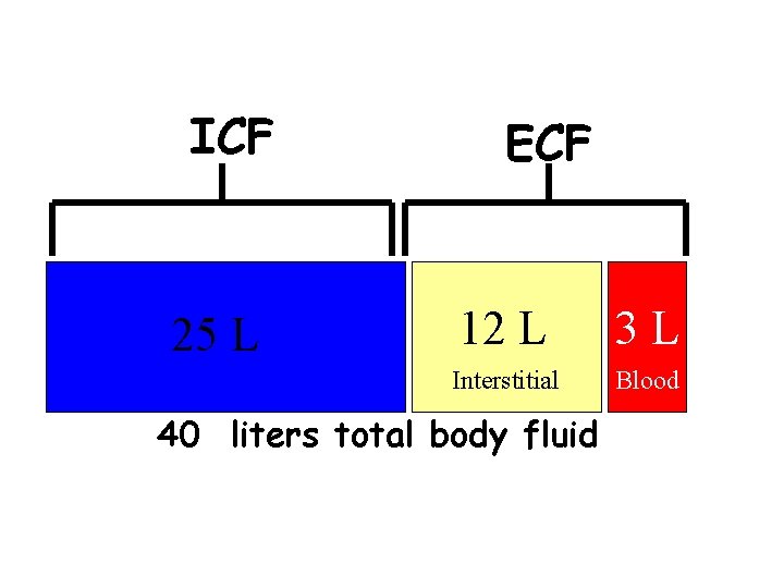 ICF 25 L ECF 12 L 3 L Interstitial Blood 40 liters total body