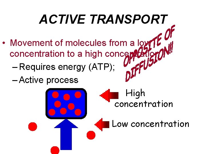 ACTIVE TRANSPORT • Movement of molecules from a low concentration to a high concentration