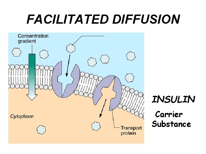 FACILITATED DIFFUSION INSULIN Carrier Substance 