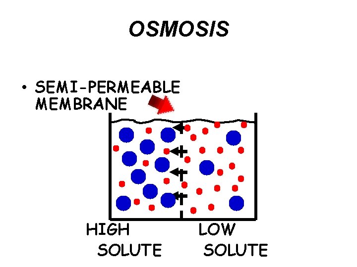 OSMOSIS • SEMI-PERMEABLE MEMBRANE HIGH SOLUTE LOW SOLUTE 