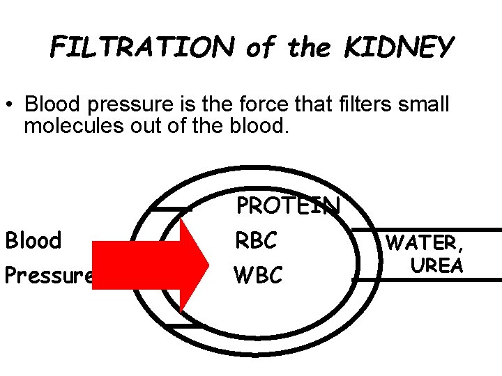FILTRATION of the KIDNEY • Blood pressure is the force that filters small molecules