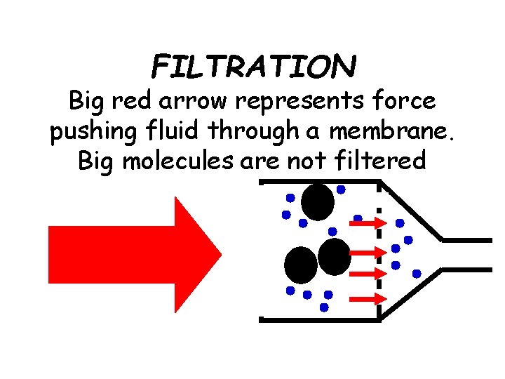 FILTRATION Big red arrow represents force pushing fluid through a membrane. Big molecules are
