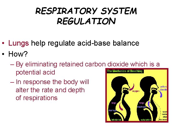 RESPIRATORY SYSTEM REGULATION • Lungs help regulate acid-base balance • How? – By eliminating