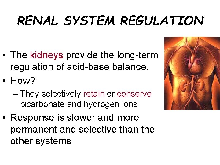 RENAL SYSTEM REGULATION • The kidneys provide the long-term regulation of acid-base balance. •