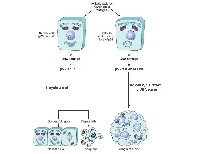 p 53 activated cell cycle arrest p 53 not activated no cell cycle arrest,