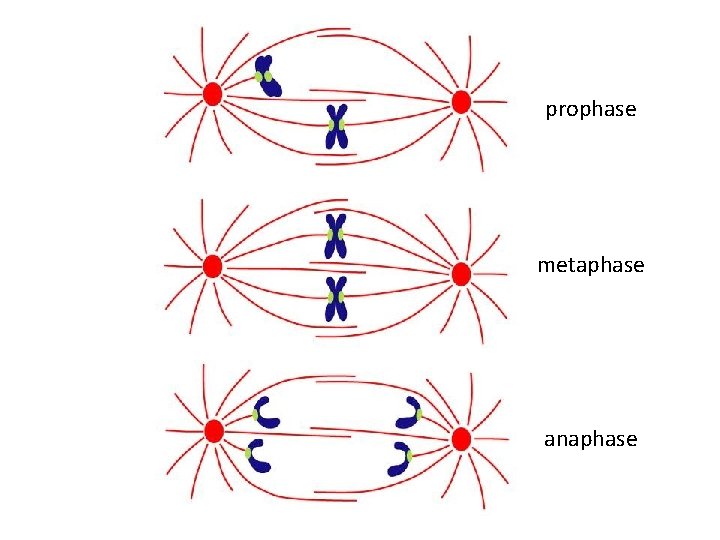 prophase metaphase anaphase 