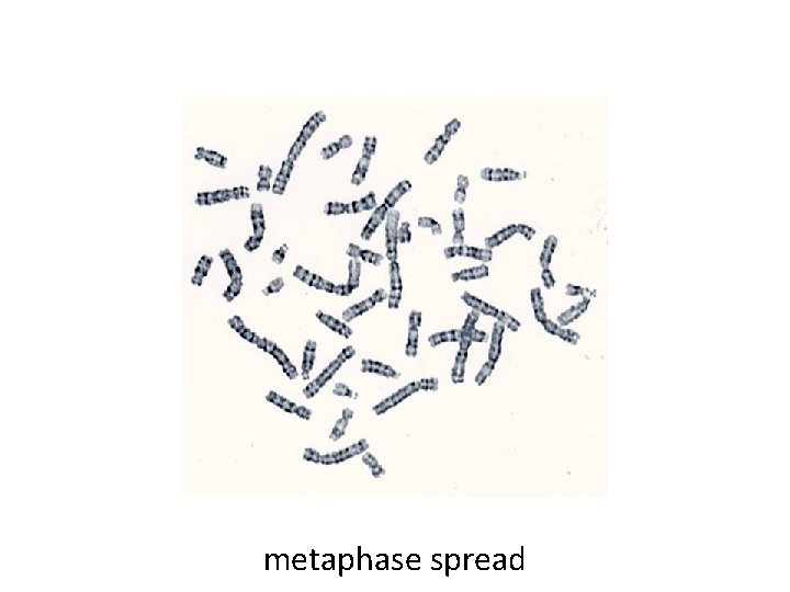 metaphase spread 