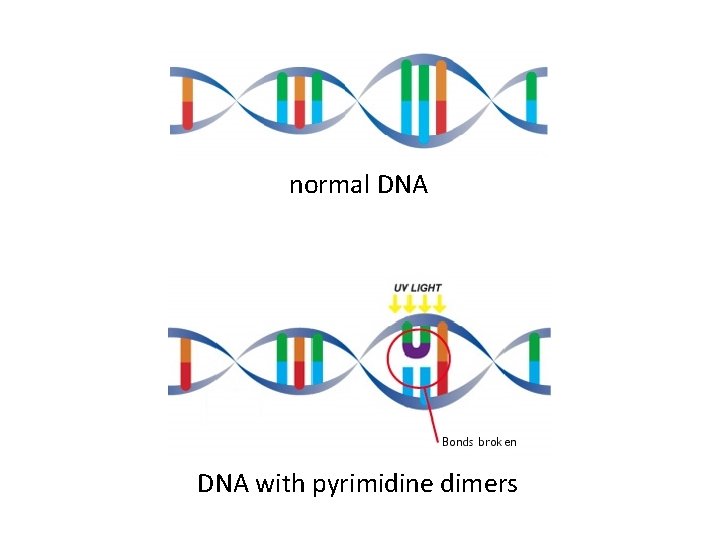 normal DNA with pyrimidine dimers 