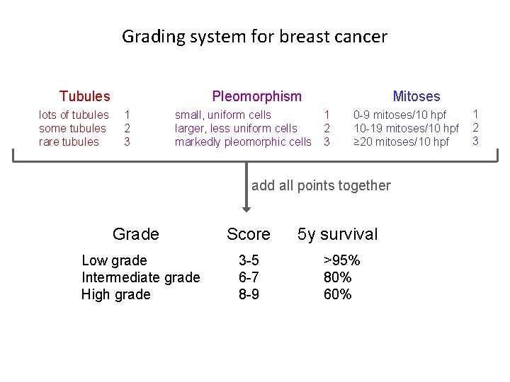 Grading system for breast cancer Tubules lots of tubules some tubules rare tubules Pleomorphism