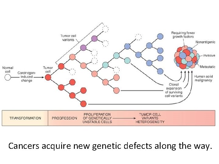 Cancers acquire new genetic defects along the way. 