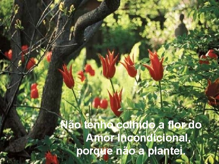 Não tenho colhido a flor do Amor Incondicional, porque não a plantei. 