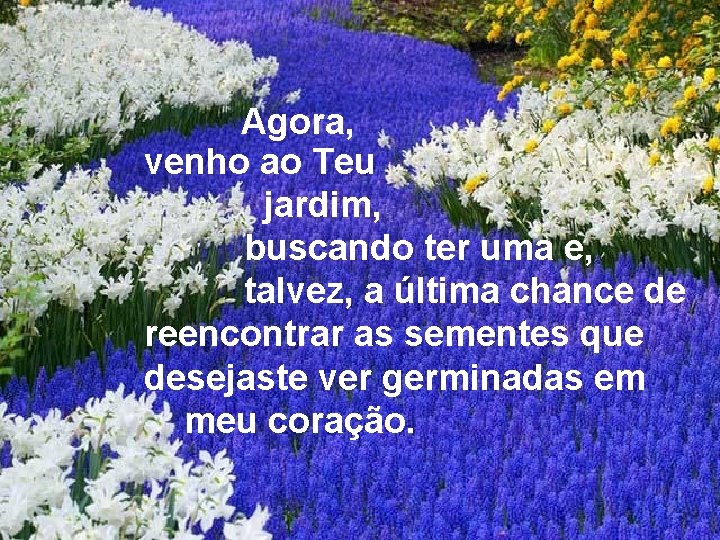 Agora, venho ao Teu jardim, buscando ter uma e, talvez, a última chance de