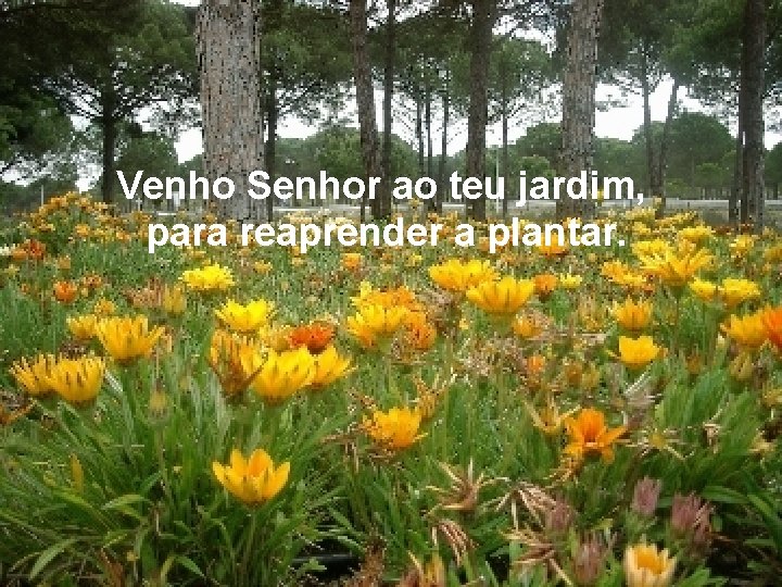 Venho Senhor ao teu jardim, para reaprender a plantar. 