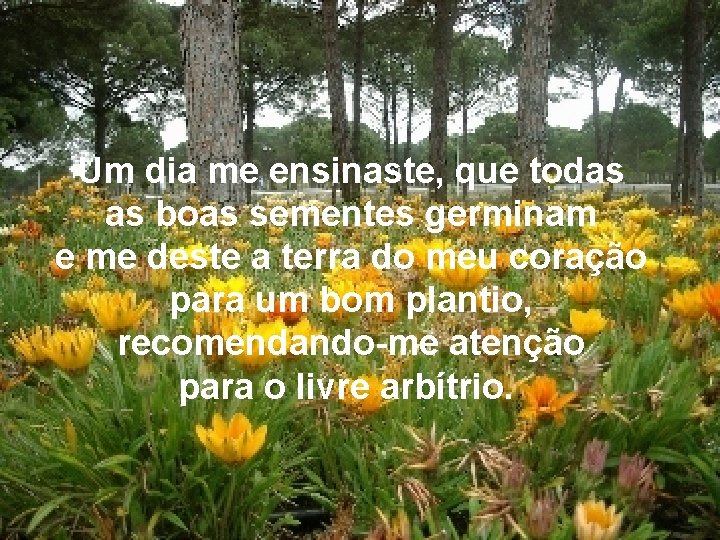 Um dia me ensinaste, que todas as boas sementes germinam e me deste a