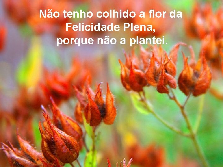 Não tenho colhido a flor da Felicidade Plena, porque não a plantei. 