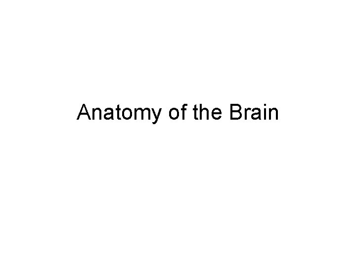 Anatomy of the Brain 