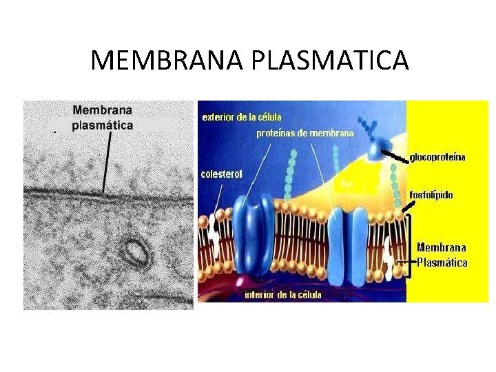 MEMBRANA PLASMATICA 