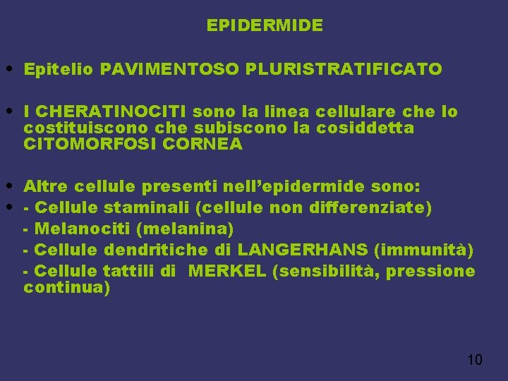 EPIDERMIDE • Epitelio PAVIMENTOSO PLURISTRATIFICATO • I CHERATINOCITI sono la linea cellulare che lo