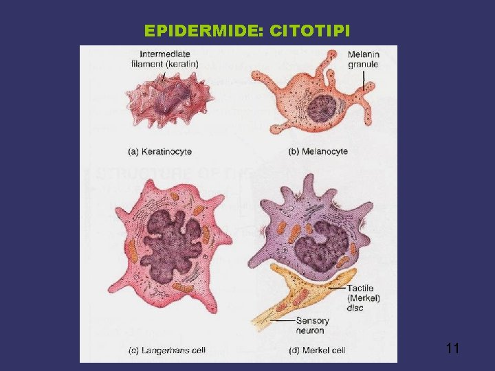 EPIDERMIDE: CITOTIPI 11 