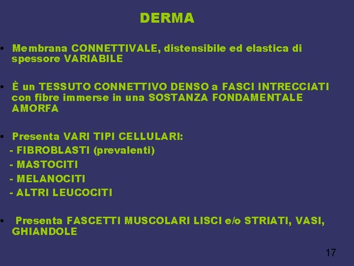 DERMA • Membrana CONNETTIVALE, distensibile ed elastica di spessore VARIABILE • È un TESSUTO