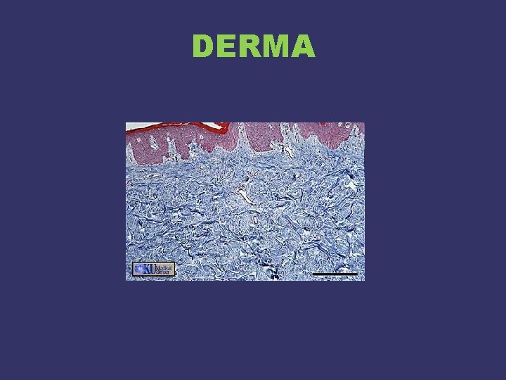 DERMA 