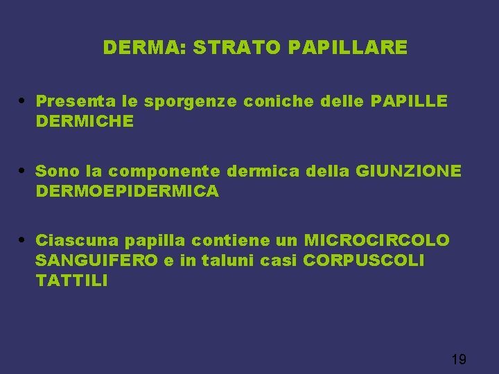 DERMA: STRATO PAPILLARE • Presenta le sporgenze coniche delle PAPILLE DERMICHE • Sono la