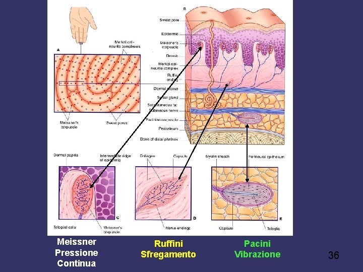Meissner Pressione Continua Ruffini Sfregamento Pacini Vibrazione 36 