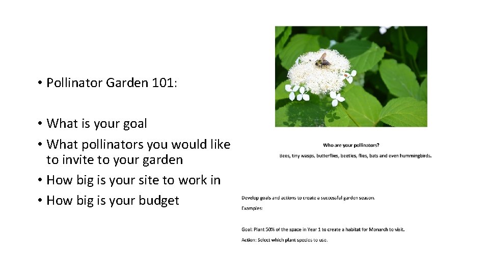  • Pollinator Garden 101: • What is your goal • What pollinators you