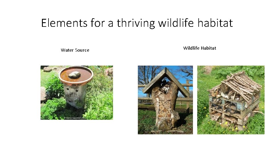 Elements for a thriving wildlife habitat Water Source Wildlife Habitat 